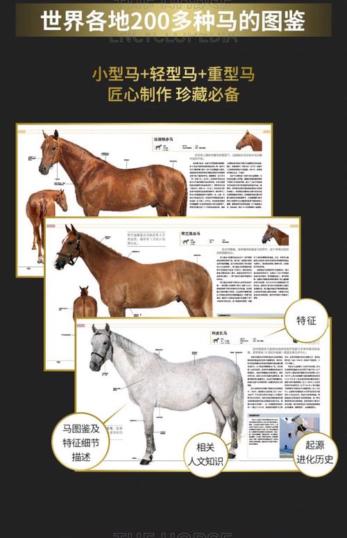 马杜阿本是什么东西?普通人也能看懂的入门科普