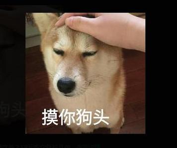 狗头表情包怎么用？教你3种正确使用场合指南
