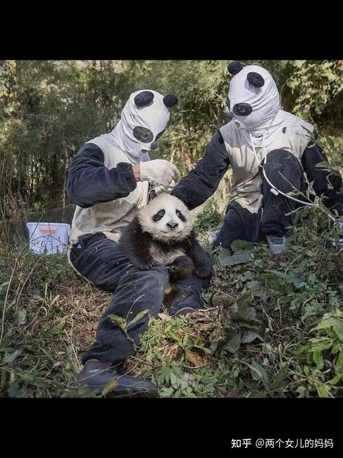 熊猫和饲养员为什么吵架？(揭晓5大真实原因让人意外)