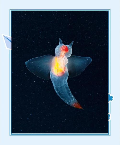 裸海蝶是什么神奇生物？俄潜水员冰下拍摄全解析！