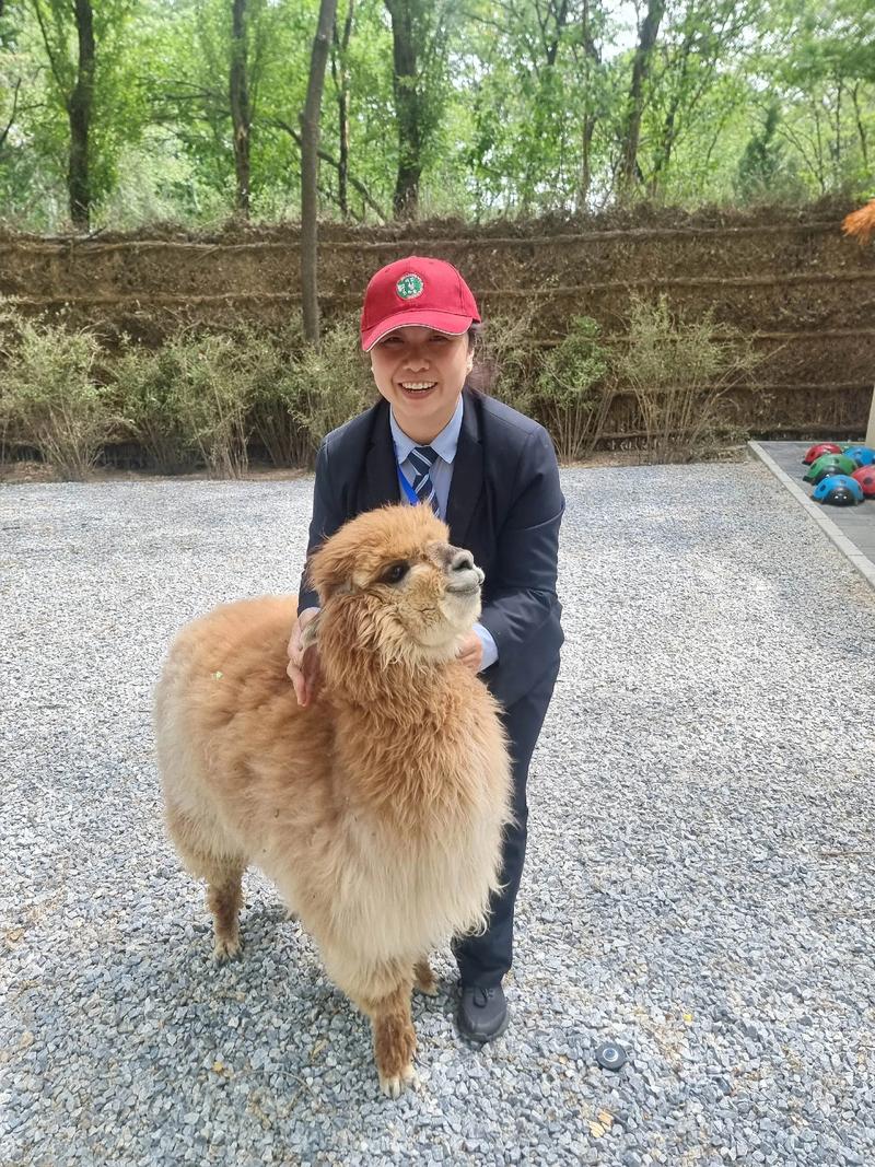 羊驼为啥偷吃辣椒面?重庆动物园给出饲养管理提醒!