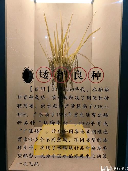 稻香倒放与原版对比(声音差异分析一目了然)