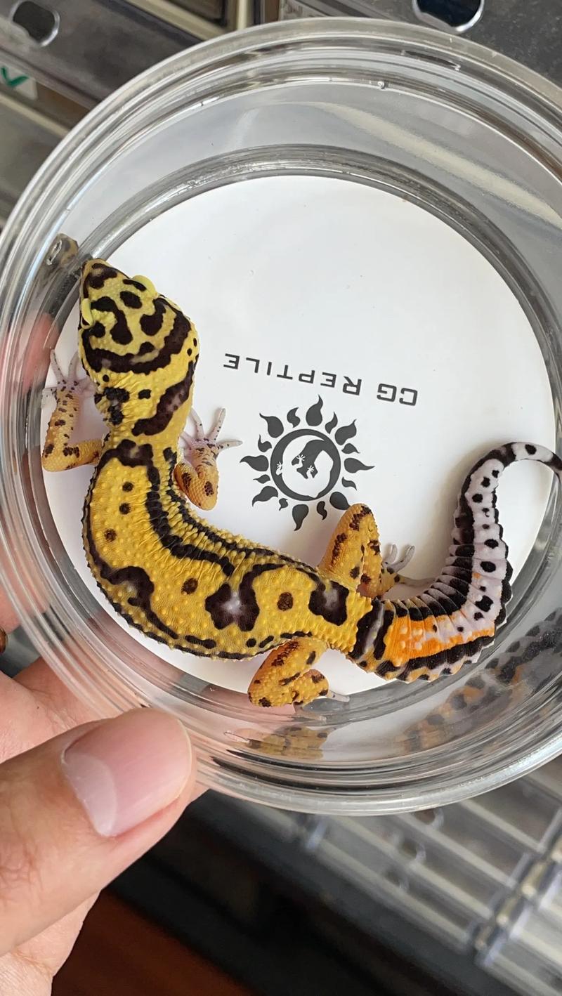 豹纹守宫生病了怎么办？豹纹守宫吧常见疾病应对方案！