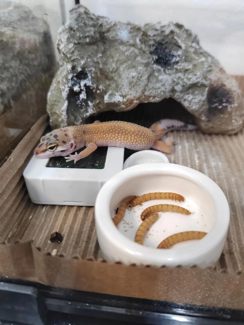 豹纹守宫生病了怎么办？豹纹守宫吧常见疾病应对方案！