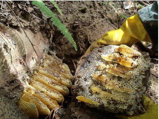 高密度养殖技术能赚钱吗？老农亲测年收入翻倍