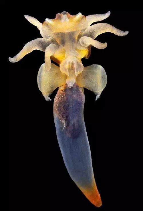 裸海蝶是什么神奇生物?俄潜水员冰下拍摄全解析!