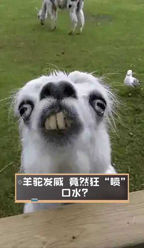 羊驼为啥偷吃辣椒面？重庆动物园给出饲养管理提醒！