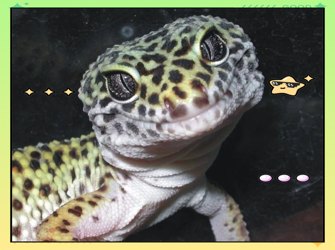 豹纹守宫生病了怎么办？豹纹守宫吧常见疾病应对方案！