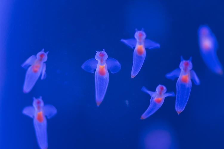 裸海蝶是什么神奇生物?俄潜水员冰下拍摄全解析!