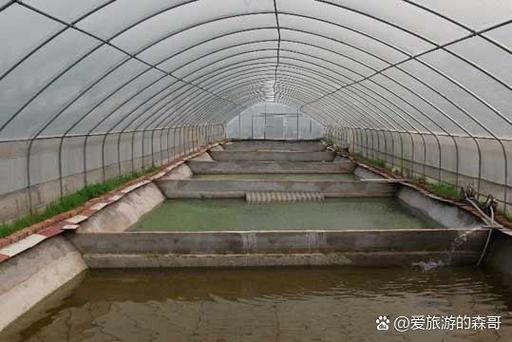 高密度养殖技术能赚钱吗？老农亲测年收入翻倍