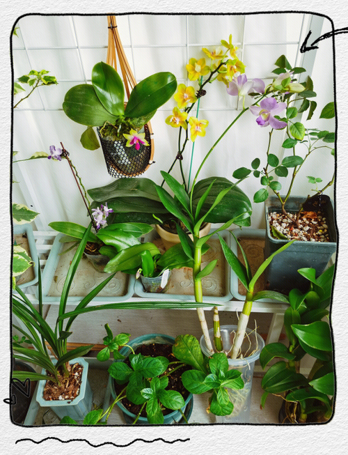 草草草草常见问题解决?专家分享避坑小妙招!