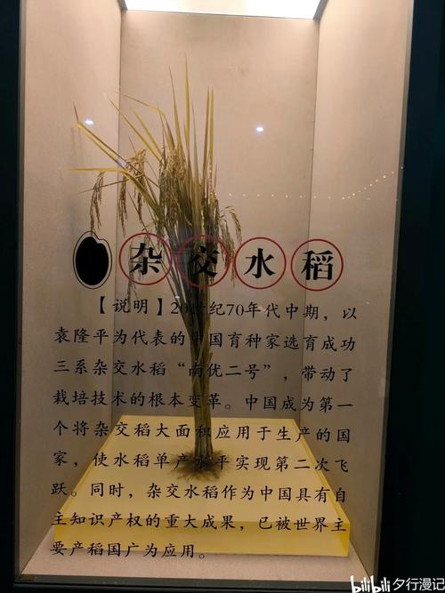 稻香倒放与原版对比(声音差异分析一目了然)