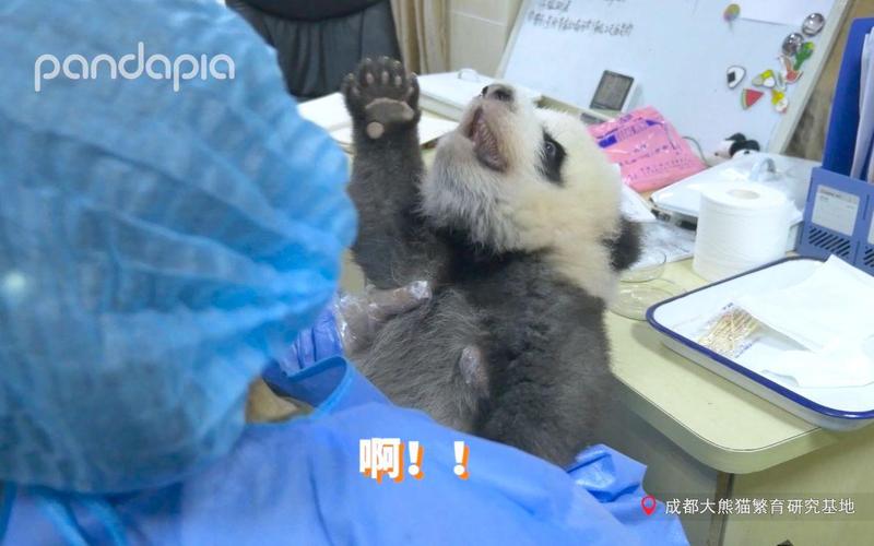 熊猫和饲养员为什么吵架？(揭晓5大真实原因让人意外)