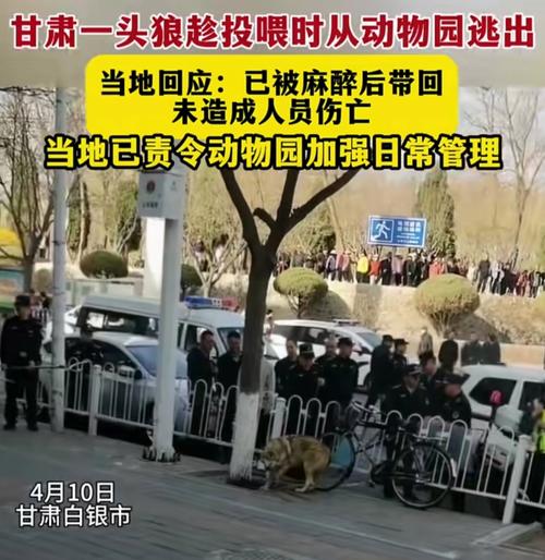 动物园喂狼吃草游客被列入黑名单进展如何？官方回应最新动态！