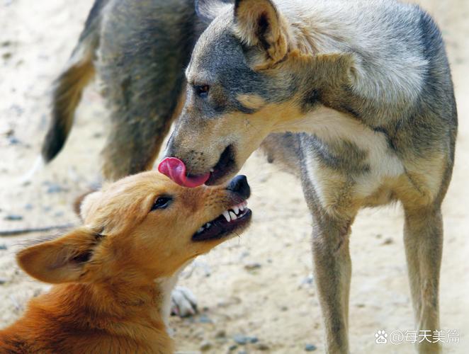 动物园喂狼吃草游客被列入黑名单进展如何？官方回应最新动态！