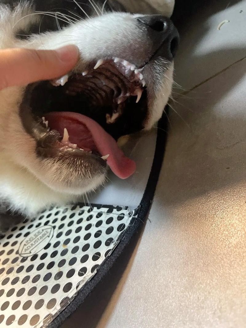 虎牙只有一个象是什么梗?快速了解真相