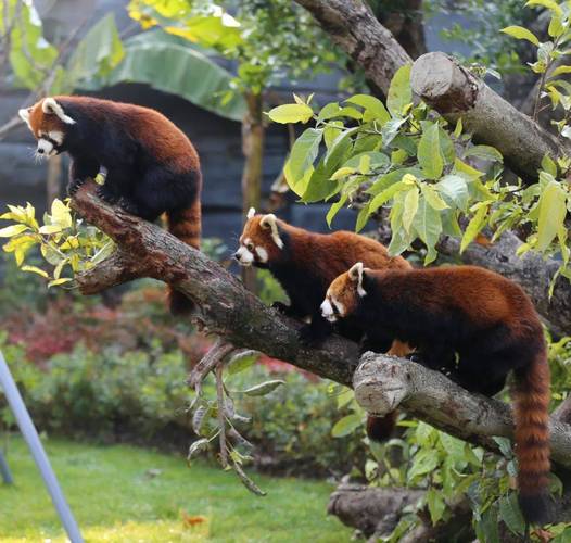 为什么说逛动物园超正经？内行人揭秘3大隐藏价值