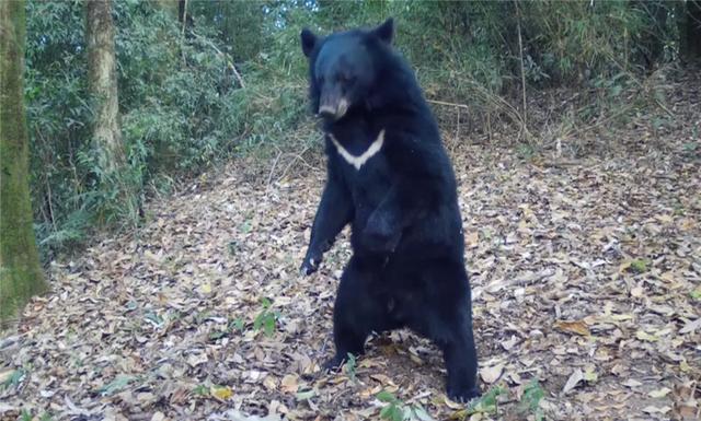 怎么避开人类幼崽的天敌？记住这四招超管用！