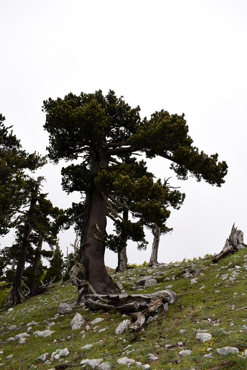青松奇迹为何受追捧？三位受益者亲身经历分享