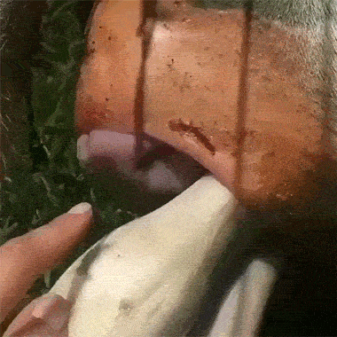 变态学教授无铭gif如何制作?轻松几步DIY流程(新手也能上手)