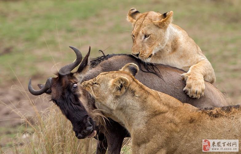 世纪扑救是什么？还原那惊心动魄的传奇瞬间！