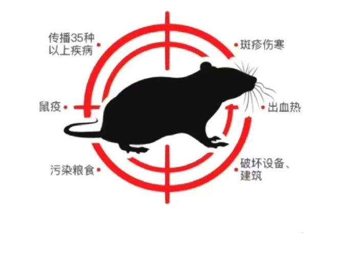 老鼠的麻烦有哪些危害？(警惕4类健康风险避坑)