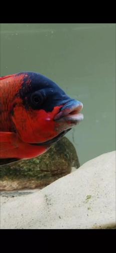 f1门票提前多久买划算？教你黄金时间购票技巧