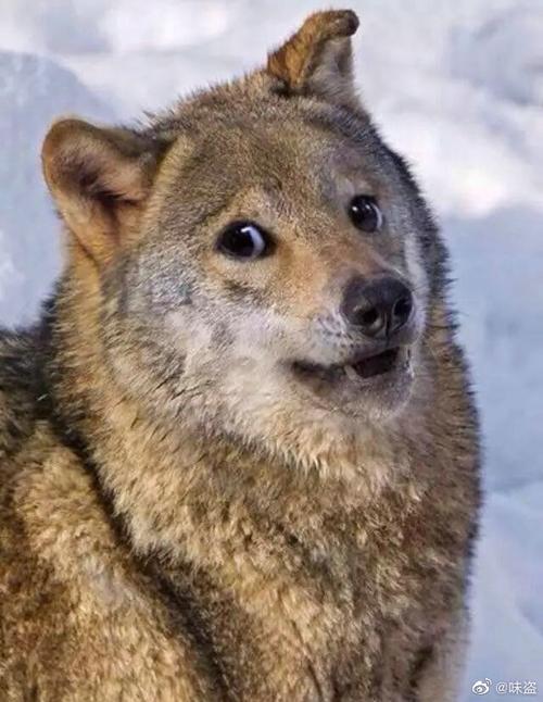 动物园喂狼吃草游客被列入黑名单进展如何？官方回应最新动态！