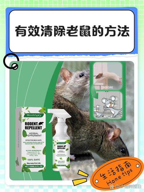 老鼠的麻烦有哪些危害？(警惕4类健康风险避坑)