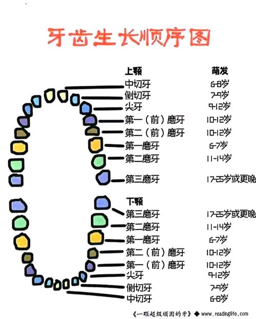 小孩换牙前的颅骨图重要吗？(解析它对牙齿成长的影响)