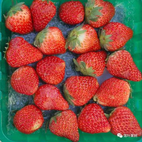 日本一颗草莓900谁在买(天价水果的消费人群揭秘)