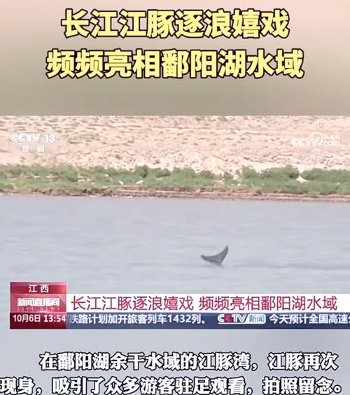 洞庭湖江豚怎么保护有效?专家支招3种关键方法!