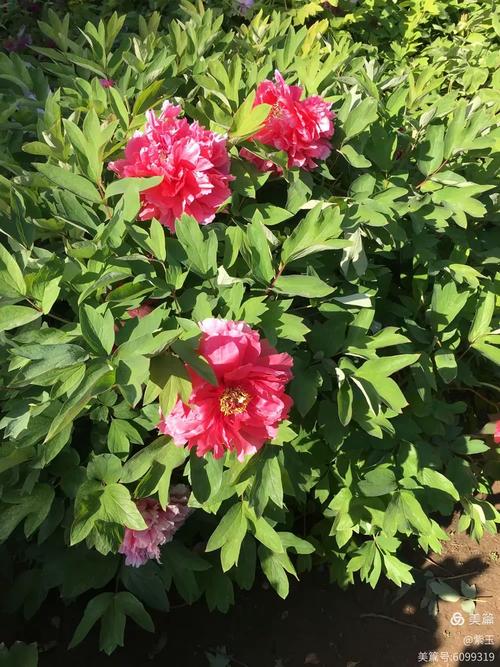 国色天香社区手机免费观看安全吗？揭密风险与正确方法！