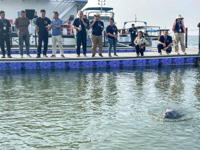 洞庭湖江豚怎么保护有效?专家支招3种关键方法!