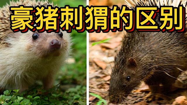 豪猪和什么动物是近亲