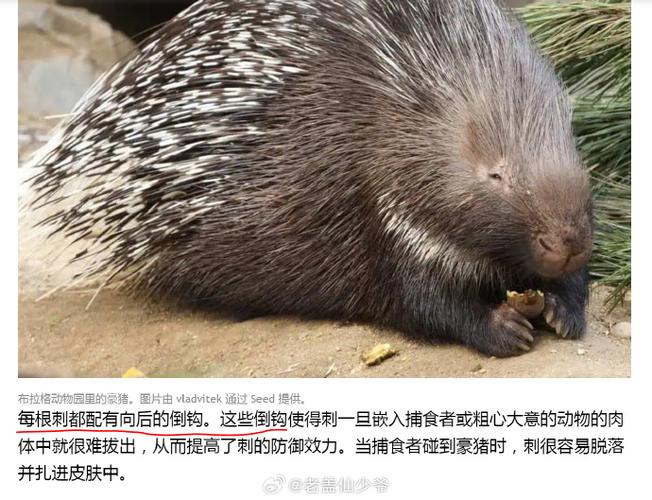 豪猪和什么动物是近亲